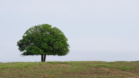 a zoom out of this lovely tree in the middle of a grassland in phu khiao wildlife sanctuary in thailand