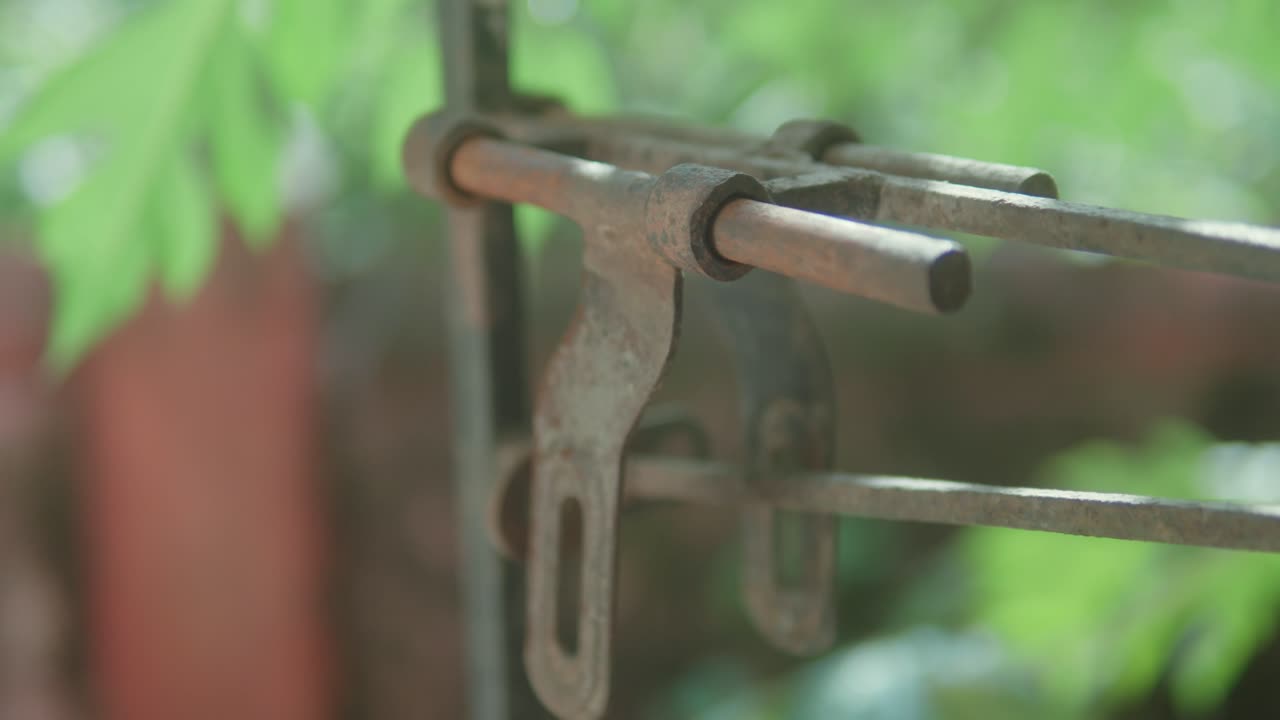 은 날 앞면 에 가지 가 있는 흐릿 한 초록색 잎