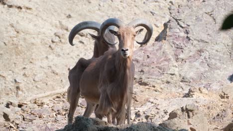a couple of goats standing next to each other on top of a rock a pair of goatantelope standing side by side on a rocky landscape these terrestrial animals with horns are versatile working animals often used as pack animals and livestock