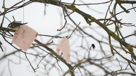 Pájaro-Paseriforme-De-Gran-Tit-Aterrizó-En-El-árbol-Comiendo-Tira-De-Manteca-En-La-Temporada-De-Invierno