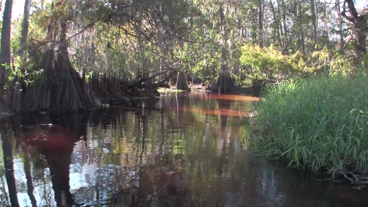 에버글레이즈의 늪을 여행하는 셀카 샷
