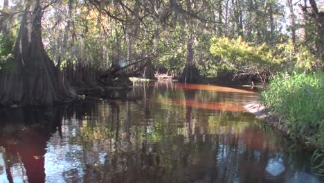 a pov shot traveling through a swamp in the everglades