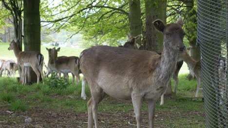 Especies-De-Gamos-En-Peligro-De-Extinción-Crédulos-En-Phoenix-Park-Dublin