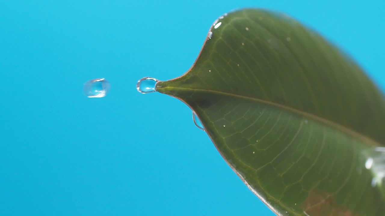 vertical de gotas de agua que gotean de las hojas verdes sobre el fondo azul