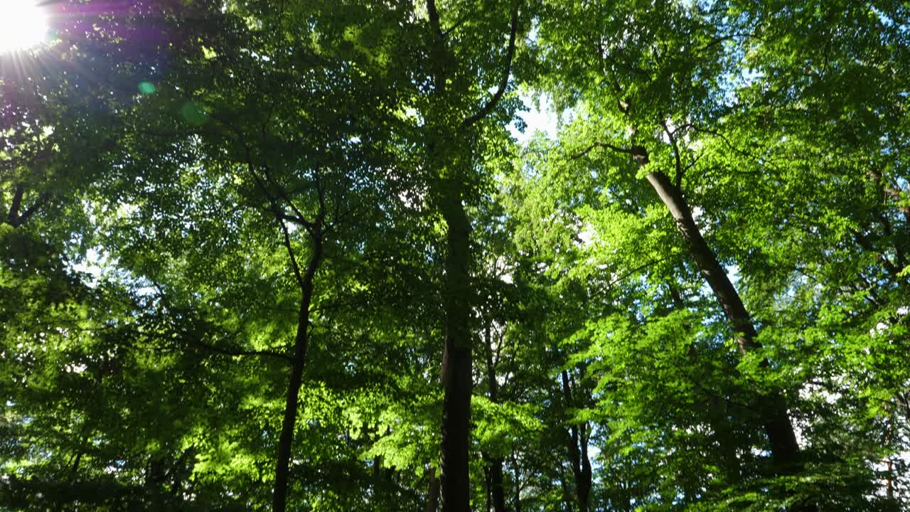 Walking slowly through the forest