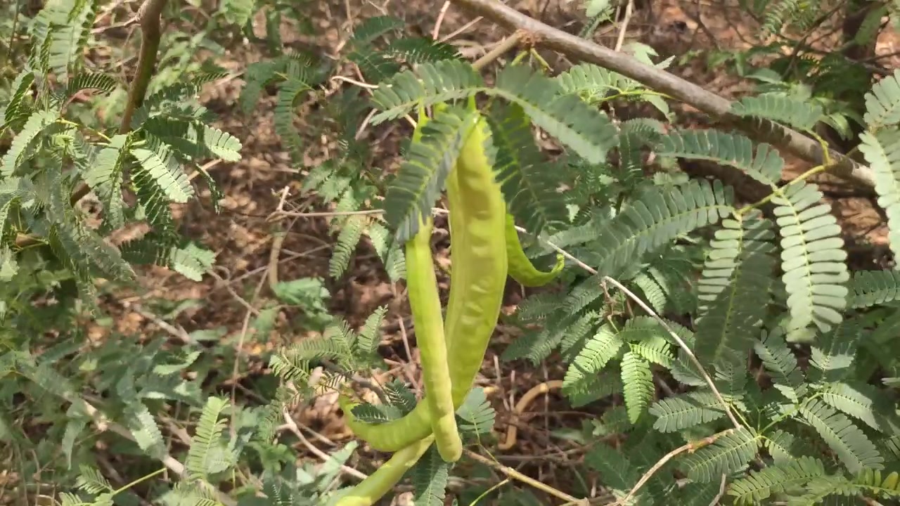 Baccelli di Prosopis Juliflora sui rami dell'albero, comunemente conosciuta come Mesquite, rami che si muovono nel flusso d'aria, ripresa a mano libera.