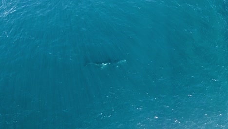 A-Lone-Southern-Right-Whale-Swimming-Beneath-The-Blue-Waters-With-Sun-Rays-In-The-Golfo-San-Jose-In-Argentina,-South-America