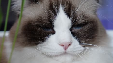 Traurig-Verärgert-Depression-Deprimiert-Katze-Ragdoll-Hilflos-Hoffnungslos