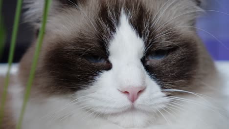 sad upset depression depressed cat ragdoll helpless hopeless