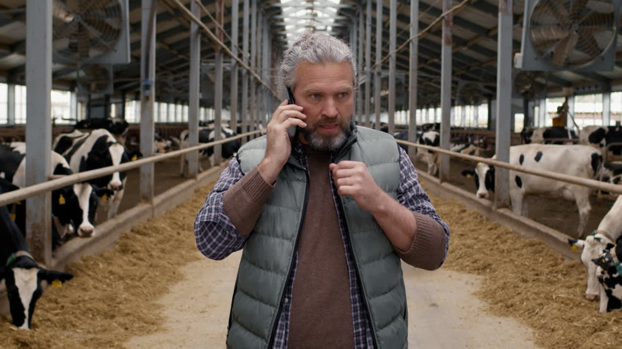 Man Walking through Dairy Farm and Talking on Phone