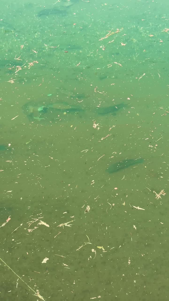 Polluted Pond Water with Debris