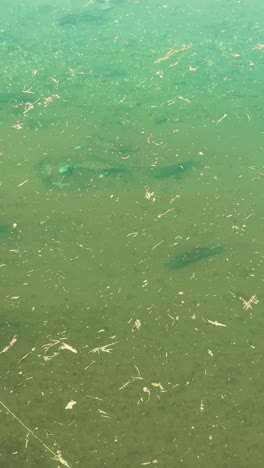 polluted pond water with debris