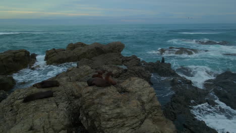 órbita-Aérea-De-Un-Grupo-De-Focas-En-Las-Rocas-Junto-Al-Mar-Salvaje-En-Nueva-Zelanda