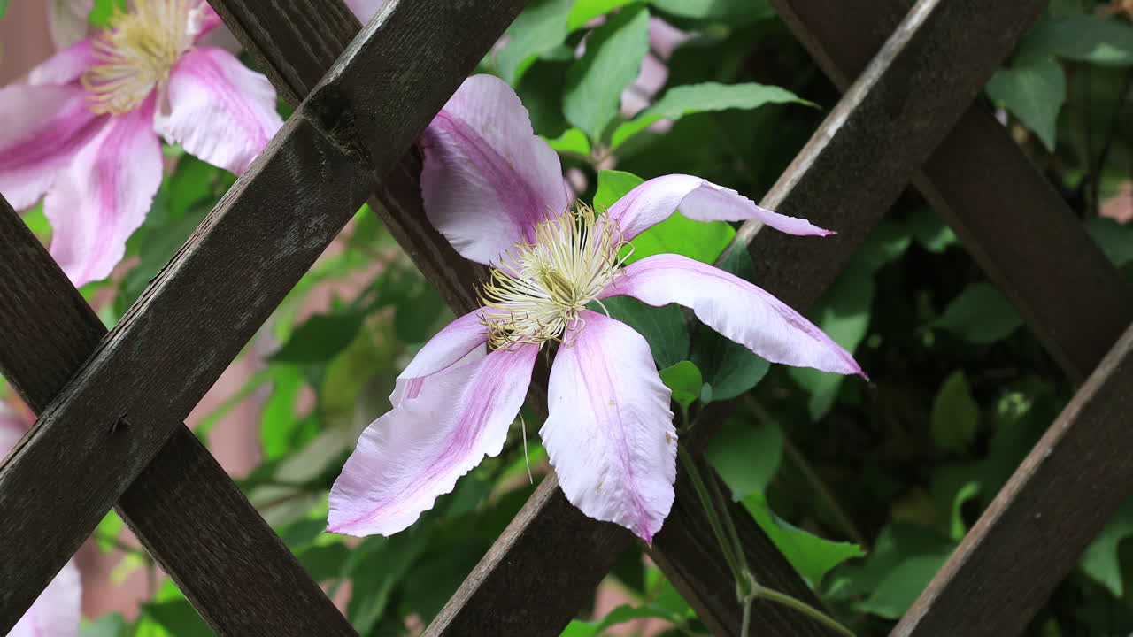 beautiful white clematis at neighbours fence