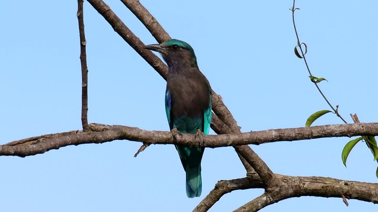 인디언 롤러는 태국에서 흔히 볼 수 있으며 지방 및 국립 공원을 여행할 때 쉽게 볼 수 있습니다.