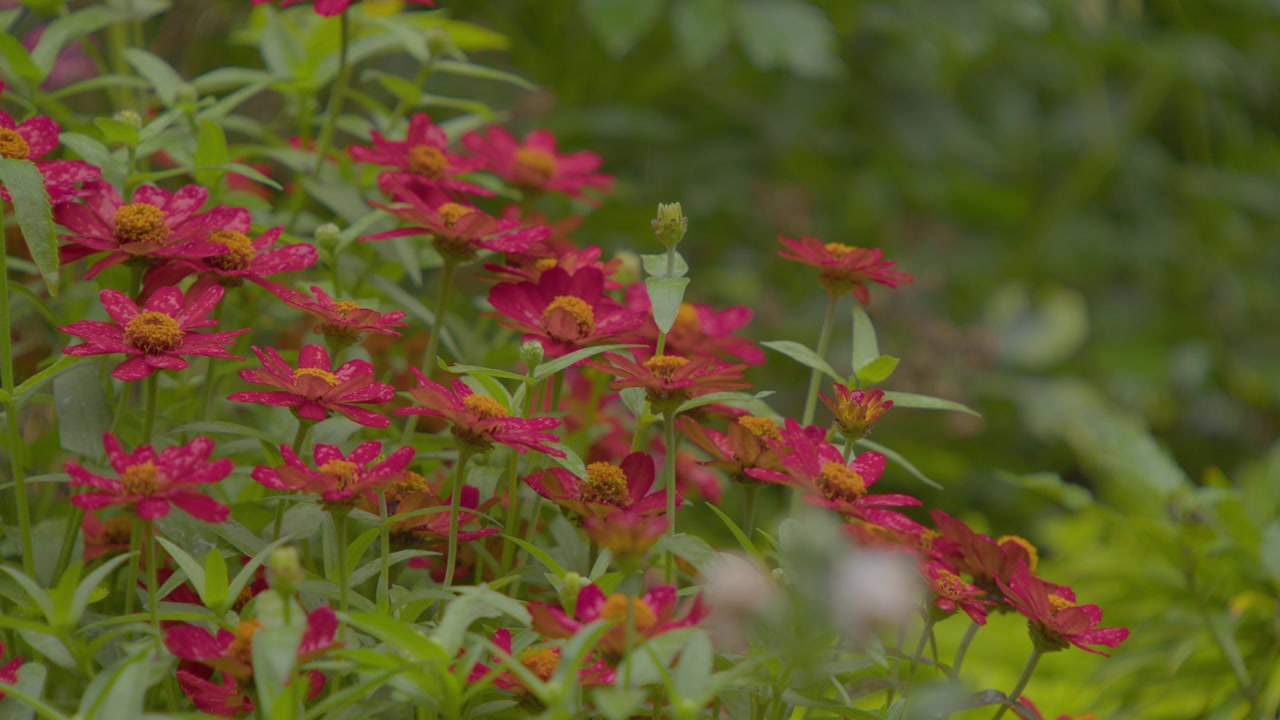 Red Zinnia's in the Rain 2 - wide - 4K