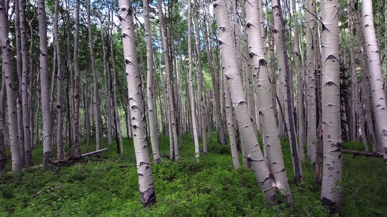 Summer Colorado Rocky Mountains aerial drone Telluride airport Ridgway Last Dollar Road Aspen Trees Groove Forest green Ouray Silverton San Juan Mount Sneffels Wilson Peak gimbal upward slow jib