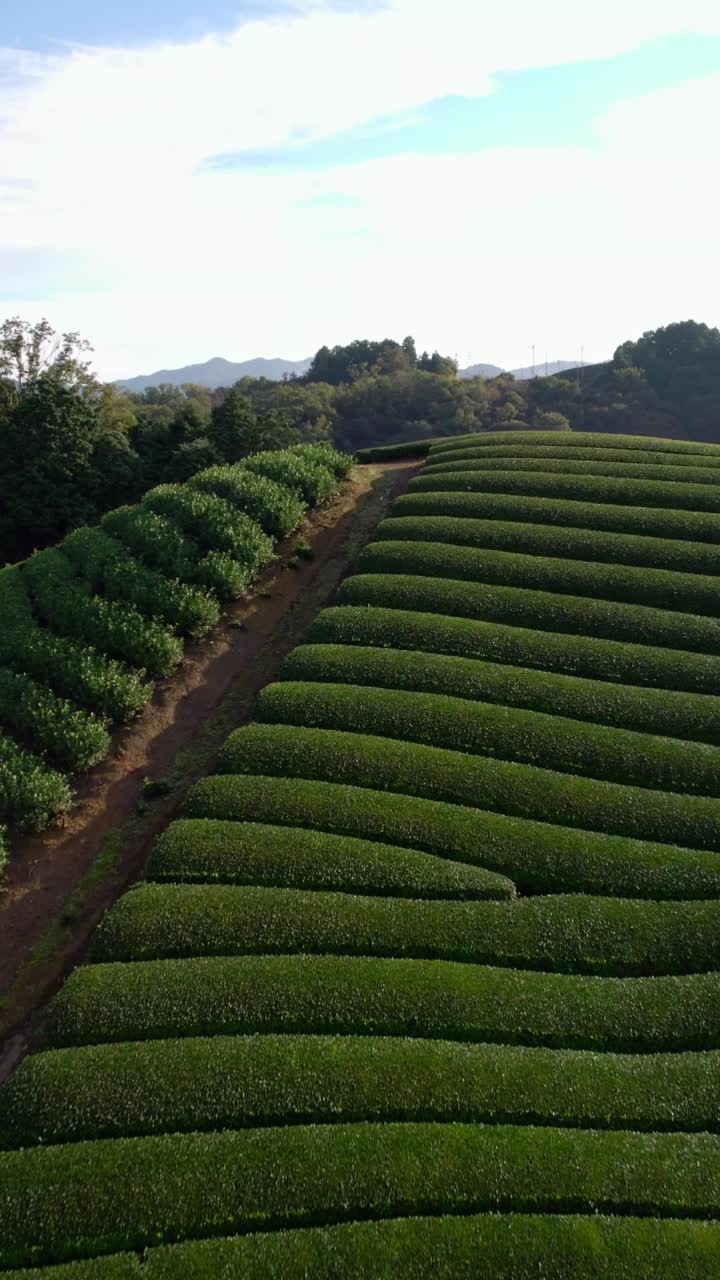 Vista aerea verticale delle piantagioni di tè di Kyoto, panoramica sulle coltivazioni giapponesi di tè verde Uji