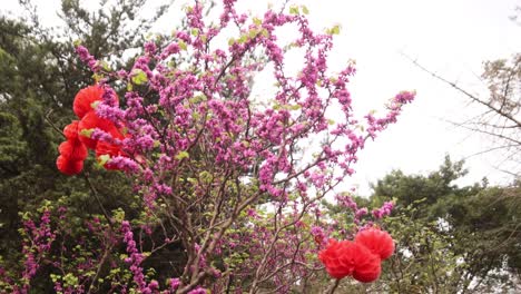 Spring-scene-with-a-mix-of-bright-red-and-pink-flowers-blossoming-against-a-backdrop-of-lush,-green-foliage-under-a-clear-sky