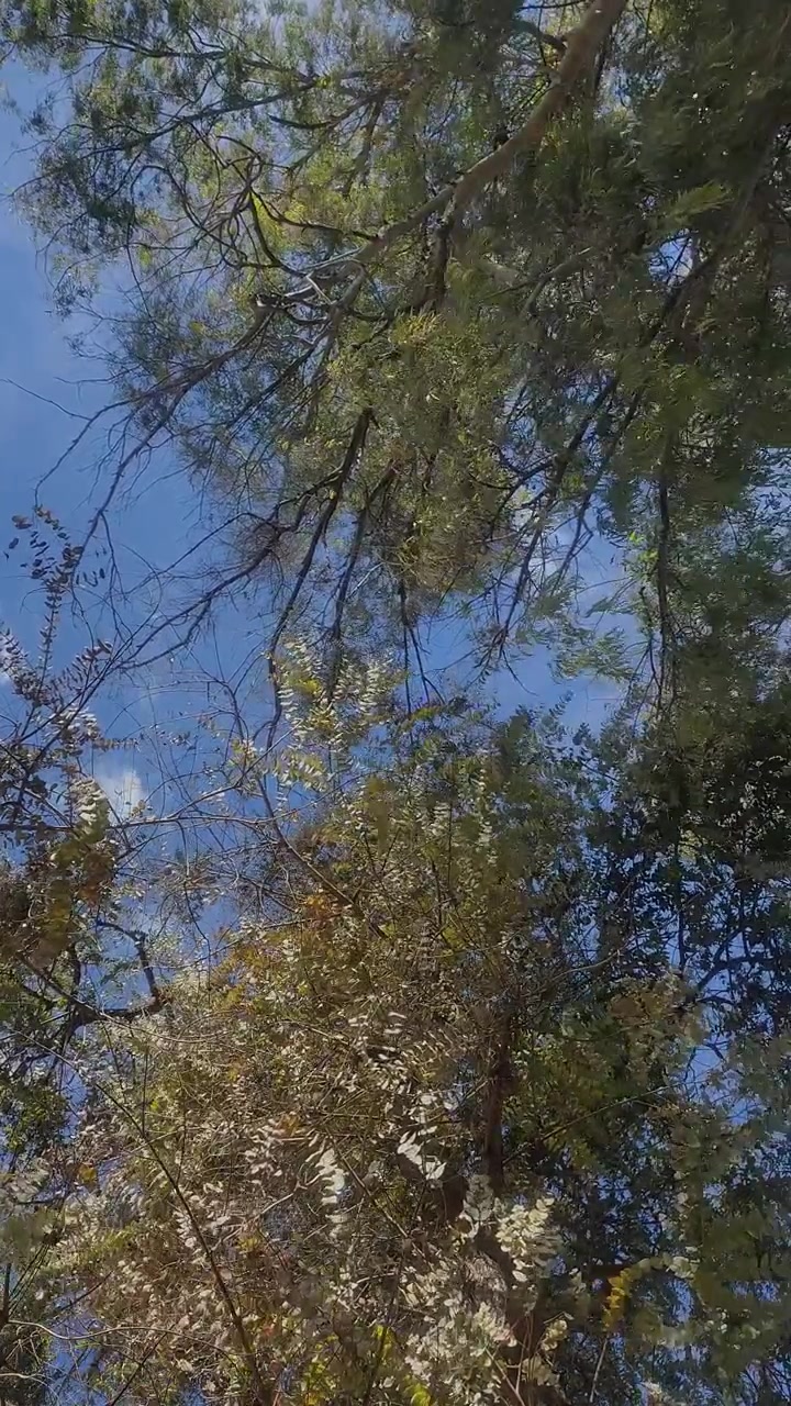 Il vento muove i rami di un eucalipto. Inquadratura dal basso. Orientamento verticale 9:16