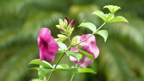 pink purple and green hibiscus flower during spring in tropical hawaii big island