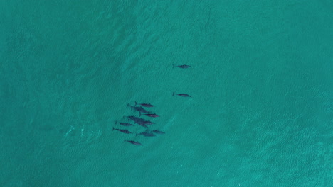 una manada de delfines giradores nadando en el mar azul cerca de la costa de shoab en la isla de socotra, yemen
