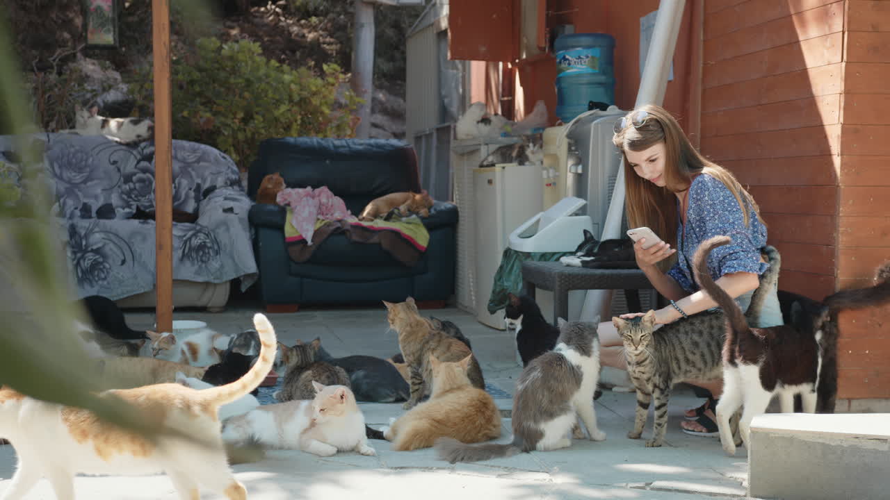 터 에 있는 많은 고양이 들 의 사진 을 찍는 여자