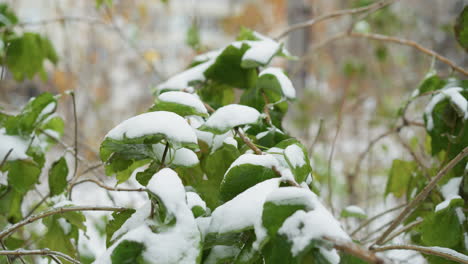 close-up of green shrubbery covered in fresh snow, showcasing intricate ice crystals on leaf edges against a blurred wintry backdrop