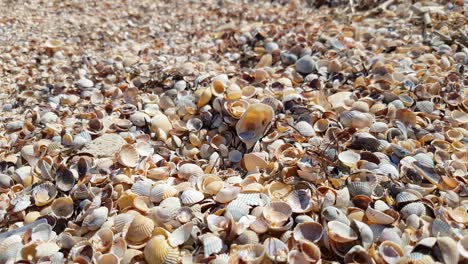 conchas marinas en la playa en la luz del sol, primer plano