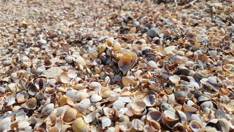 seashells on sea beach in sunlight, close-up