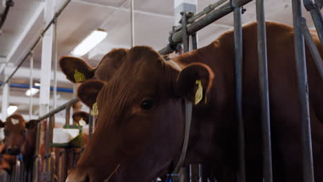 cute curious brown milk dairy cows are interrupted eating delicious and nutritious hay by the camera looking at them and they try to sniff and investigate if it's food at a local agro culture farm