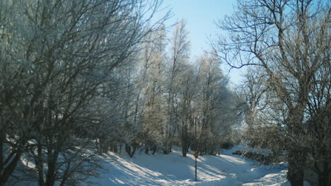 Tilt-Down-Reveal-of-Groomed-Cross-Country-Ski-Trail-in-Snowy-Forest-Landscape