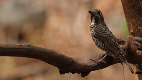 sentado en la vid mirando hacia la izquierda mientras mira a su alrededor, monticola gularis hembra, tailandia