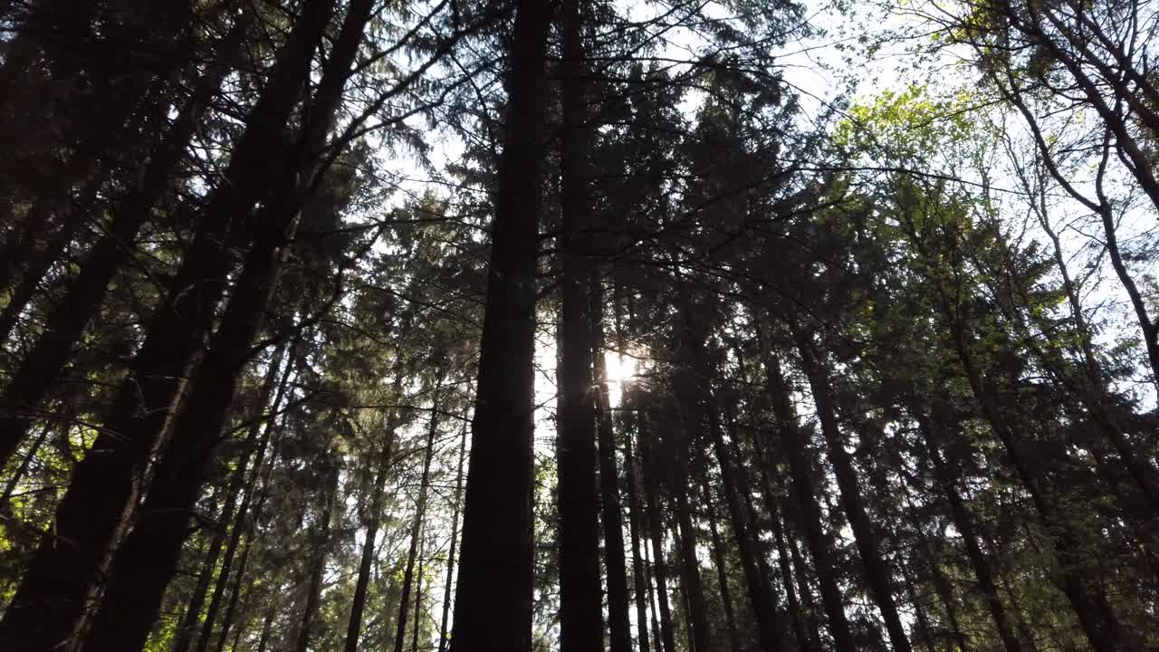 la luz del sol se expone a través de los árboles del bosque.