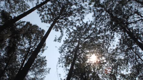 Sun-through-pinus-tree-canopy-pan-movement