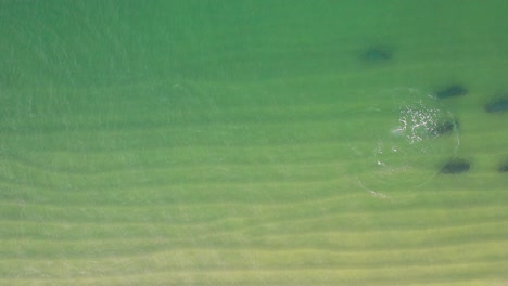 a single seal splashes around on the surface before joining the rest of pod underwater