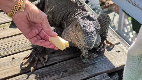 feeding a large green iguana by hand