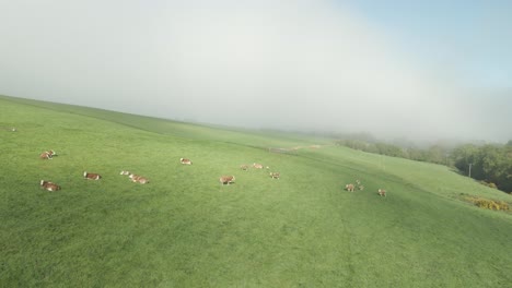 Animal-Farm-With-Cows-On-The-Hill-On-A-Misty-Morning-In-County-Wexford,-Ireland