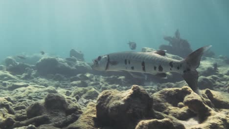 Barracuda-Nadando-A-Través-De-Un-Carrete-De-Coral-En-Busca-De-Presas