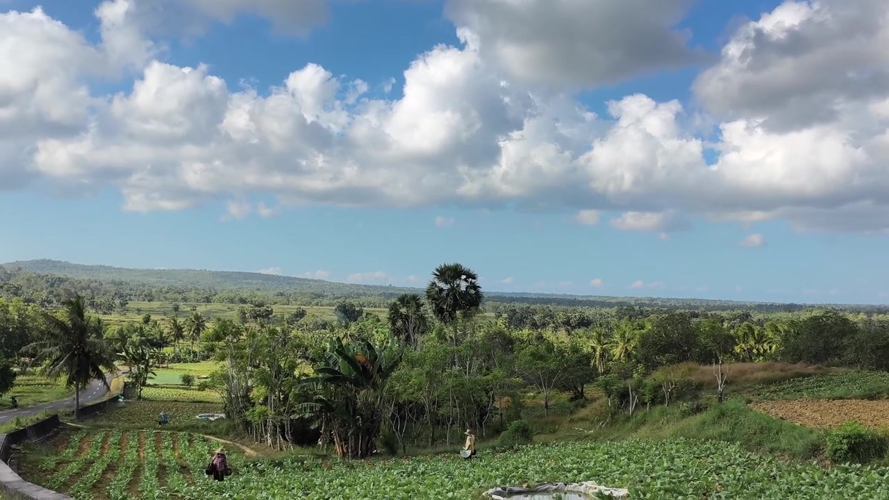 Farmers Working in Lush Tropical Vegetable Field Under Blue Sky