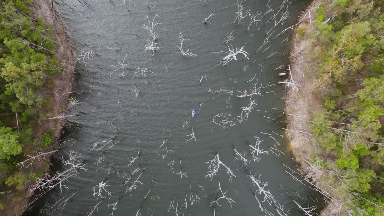 уникальный вид с высоты на каяк, пробирающийся между большими старыми деревьями в затопленном лесу