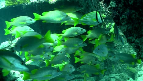 numerous tropical silver fish swim around a coral reef