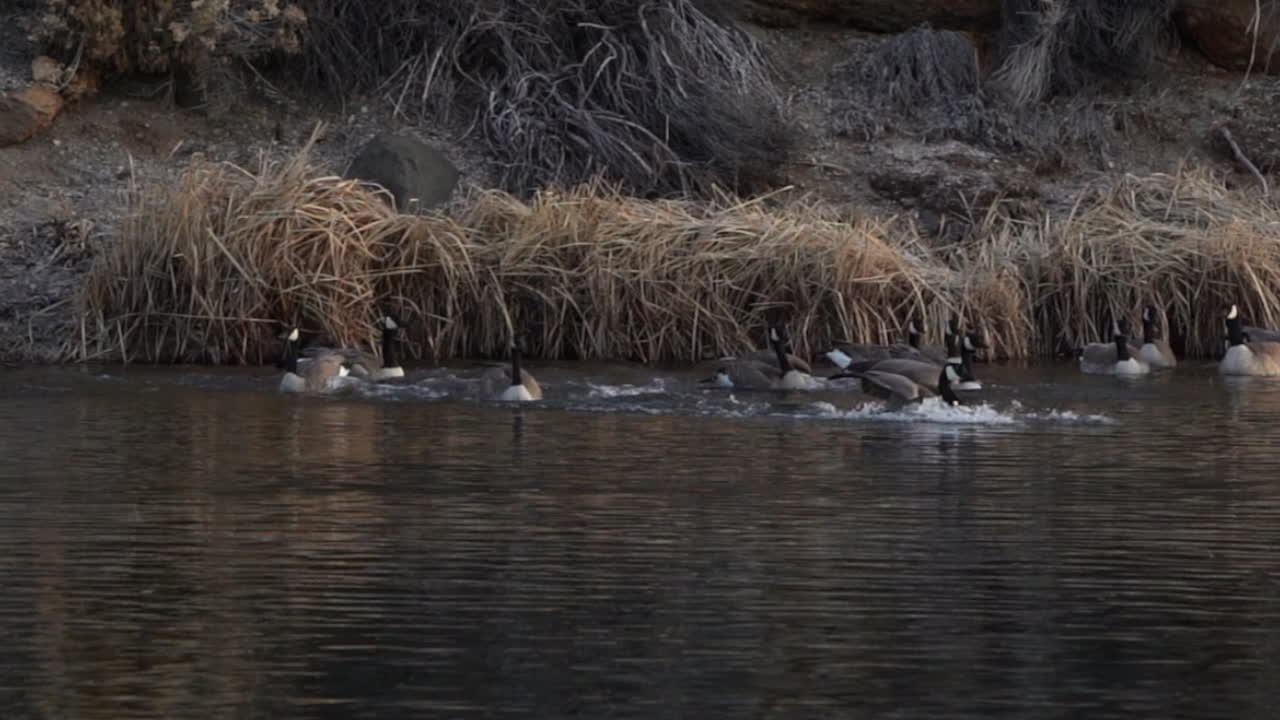 캐나다 거위가 강에 착륙하고 튀는 슬로우 모션
