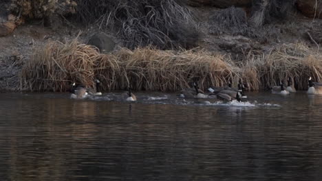 cámara lenta de gansos canadienses aterrizando y chapoteando en un río