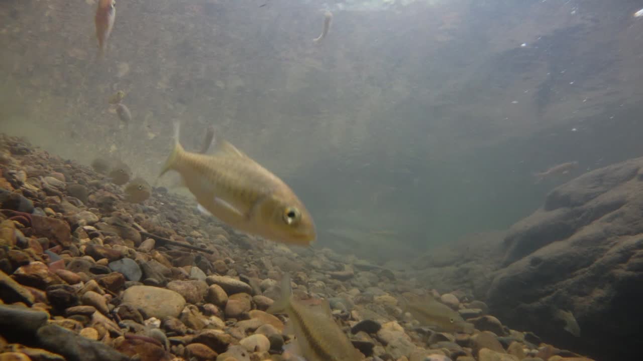 kaeng krachan 국립 공원은 많은 환상적인 야생 동물의 서식지이며 개울은 동물이 마시고 물고기가 헤엄칠 수 있는 신선한 물의 생명원입니다.