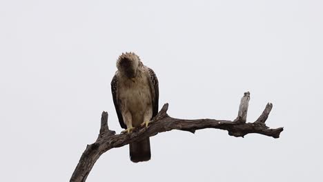 a pale wahlberg's eagle perching on a branch in kruger national park