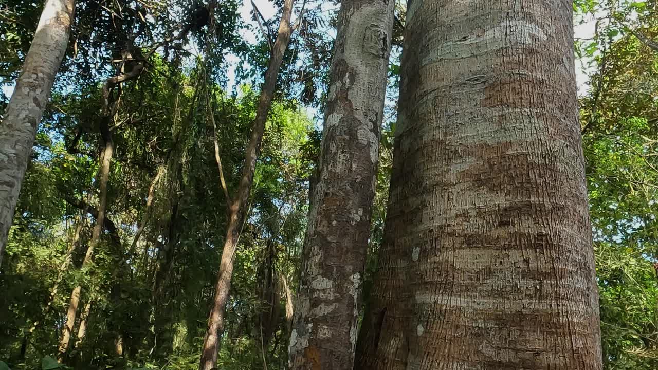 Trees and Pathway in Panama City Metropolitan National Park