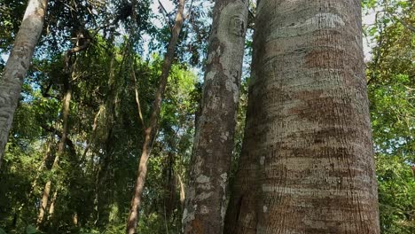 trees and pathway in panama city metropolitan national park