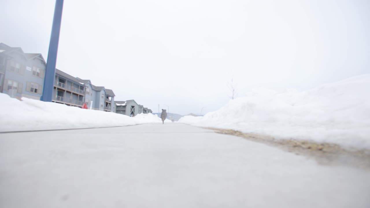슬로우 모션으로 주인에게 달려가는 호주 셰퍼드