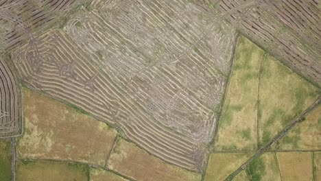 vista de arriba hacia abajo de un campo de arroz después de la cosecha en malasia, sudeste asiático.